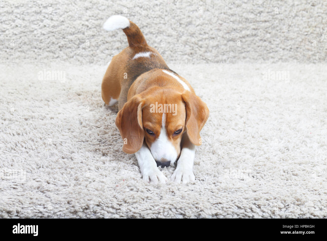 Beagle male con uno sguardo sui laici il soffice tappeto a casa Foto Stock
