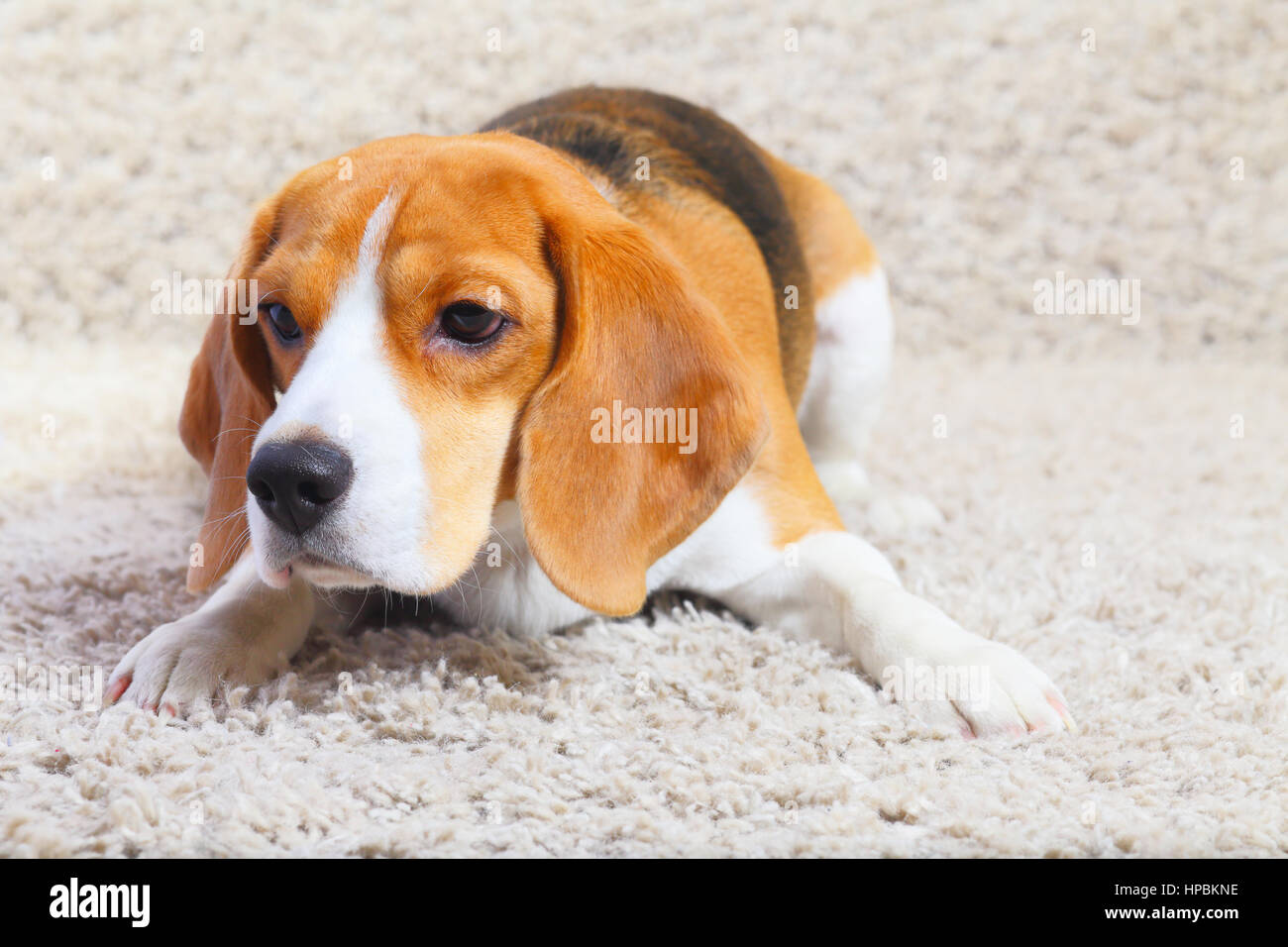 Simpatico cane beagle è pronto a saltare su un tappeto Foto Stock
