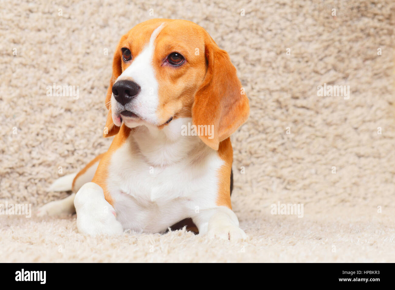 Una sana beagle carino sul morbido tappeto a casa Foto Stock