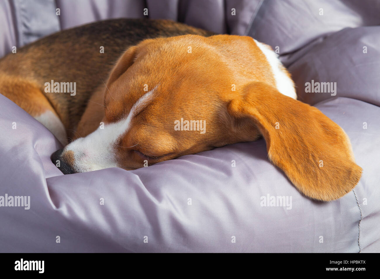 Close up di beagle dormire sulla sedia morbida a casa Foto Stock