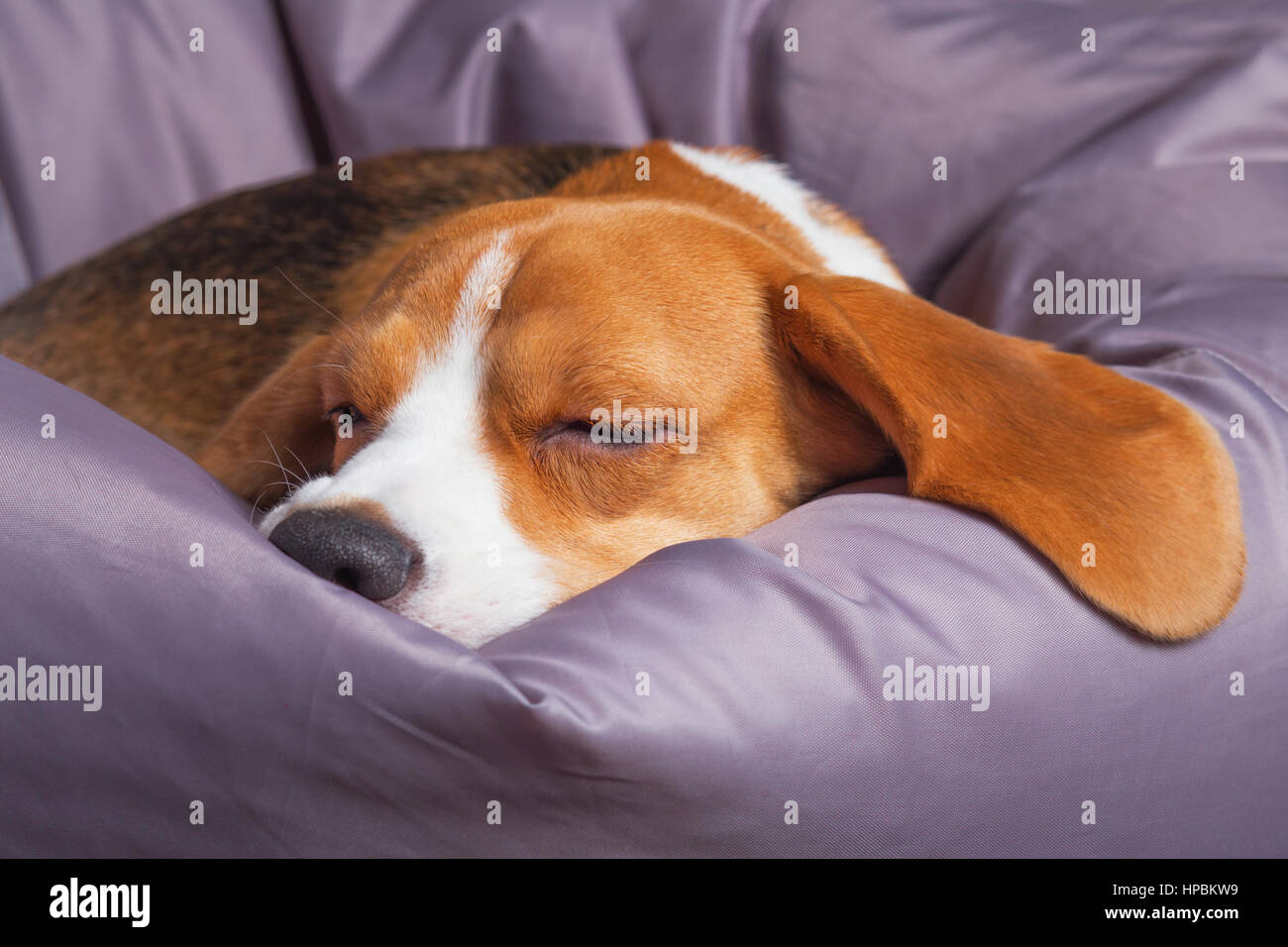 Close up di beagle dormire sulla sedia morbida a casa Foto Stock