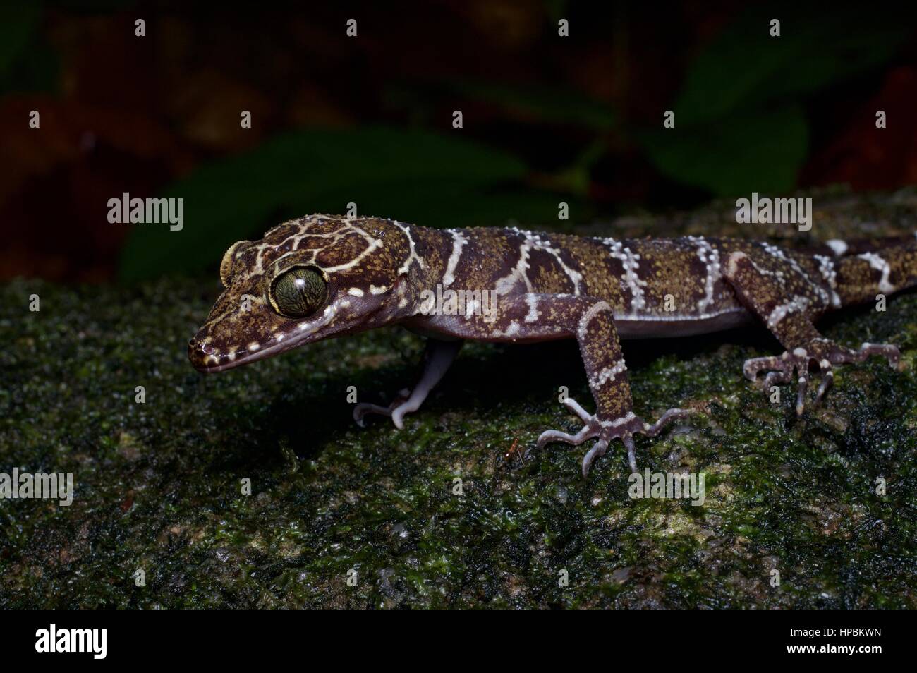 Un adulto Pietro piegato-toed Gecko (Cyrtodactylus consobrinus) nella foresta pluviale Malese di Notte Foto Stock