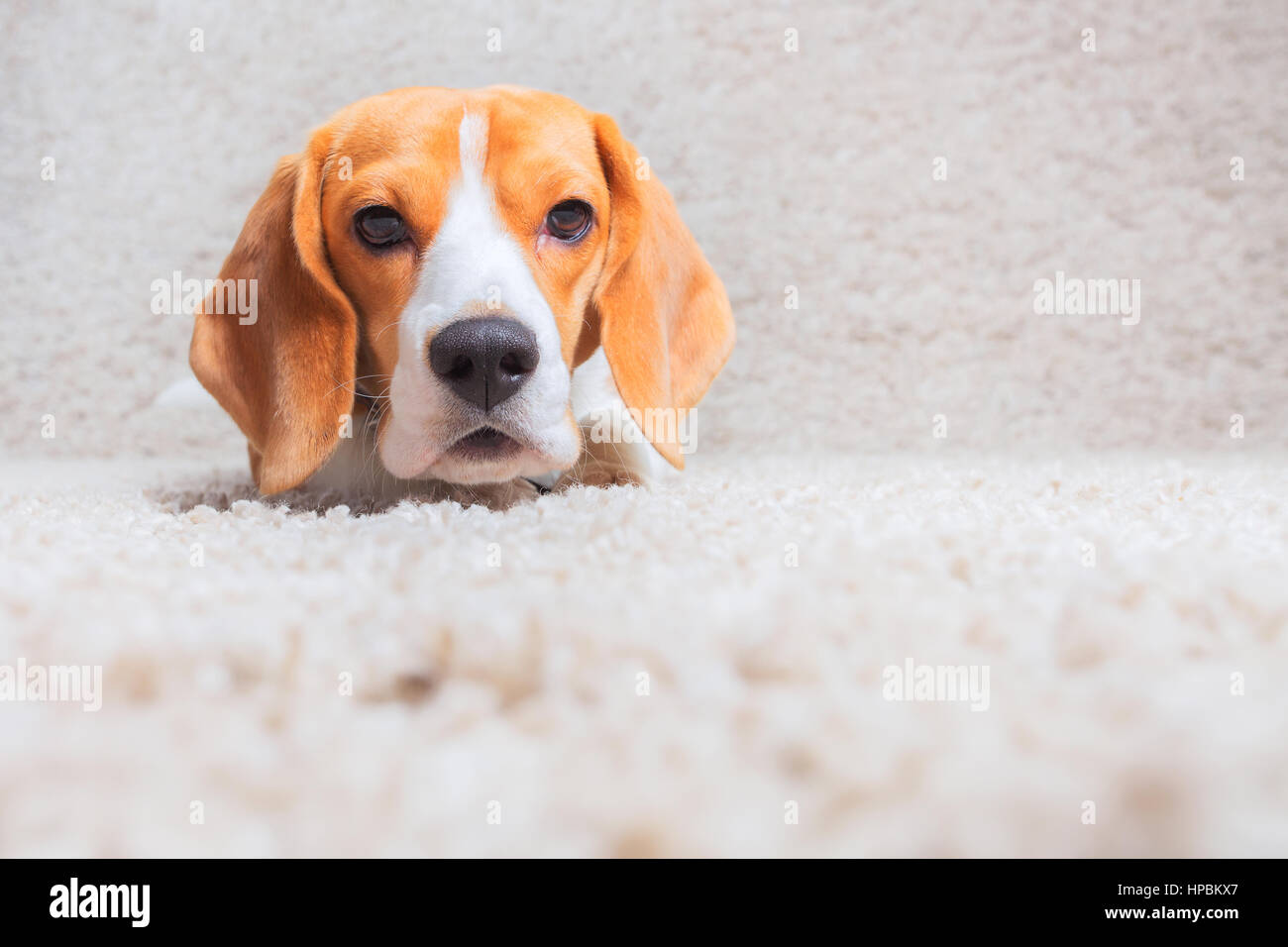 Cane Beagle testa pop dal tappeto a casa Foto Stock
