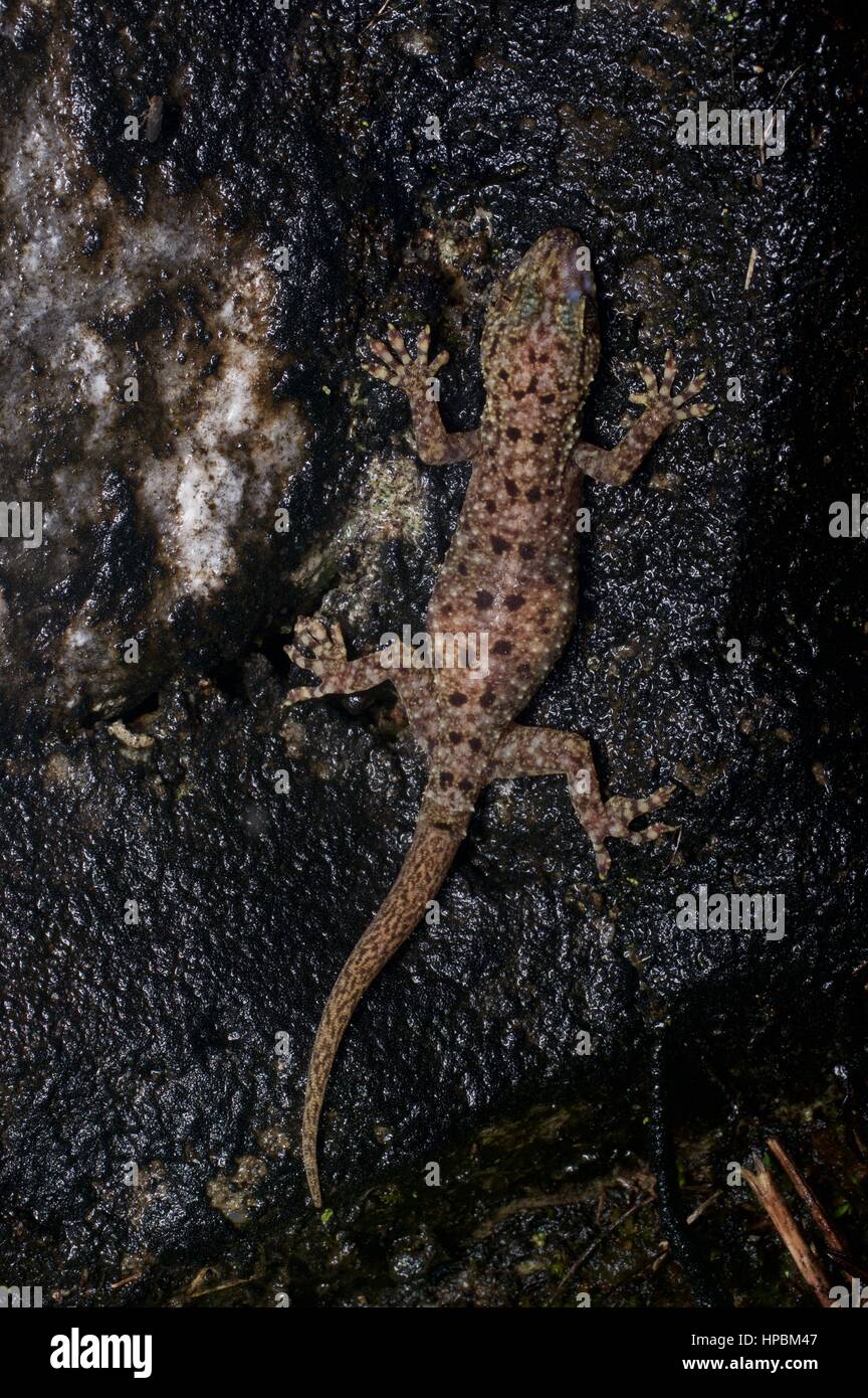 Una casa maculato Gecko (Gekko monarchus) nella foresta pluviale Malese di Notte Foto Stock