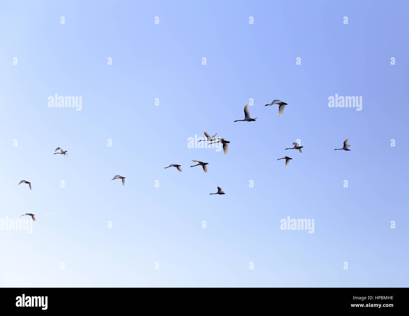 Le oche in volo per luoghi caldi nella molla blu cielo, v-formazione Foto Stock
