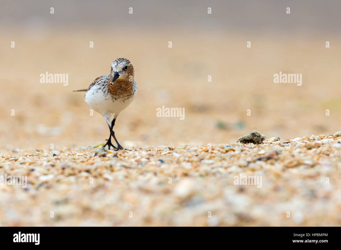 Rosso Colli (Stint Calidris ruficollis) passeggiate in spiaggia Foto Stock