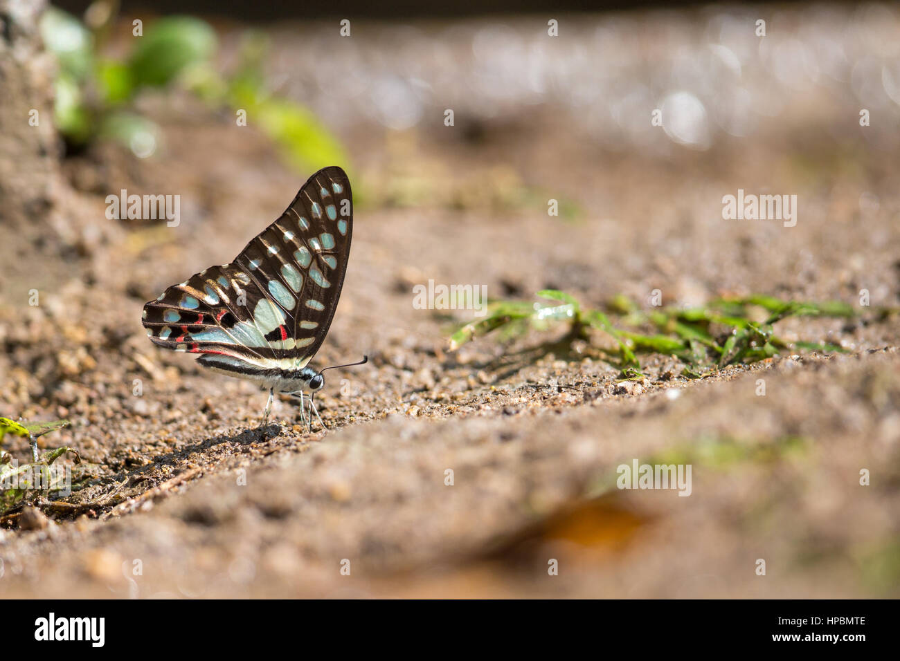 Comune di Jay (Graphium doson) farfalla acqua potabile con sfondo boken Foto Stock
