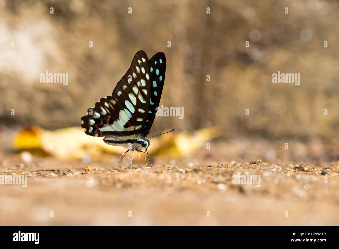 Comune di Jay (Graphium doson) farfalla acqua potabile con sfondo boken Foto Stock