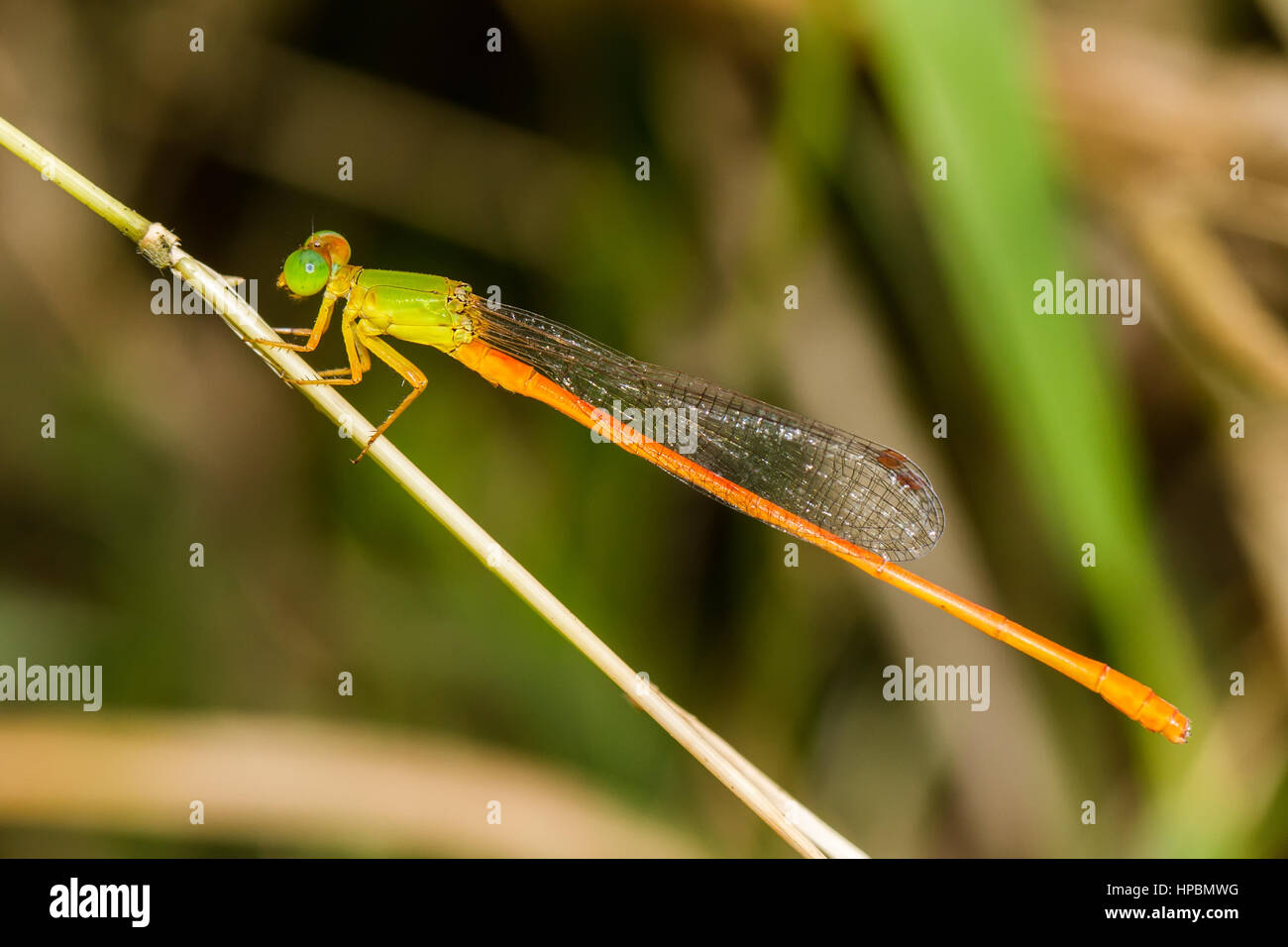 Ritratto di damselfly - arancio-tailed Sprite Foto Stock