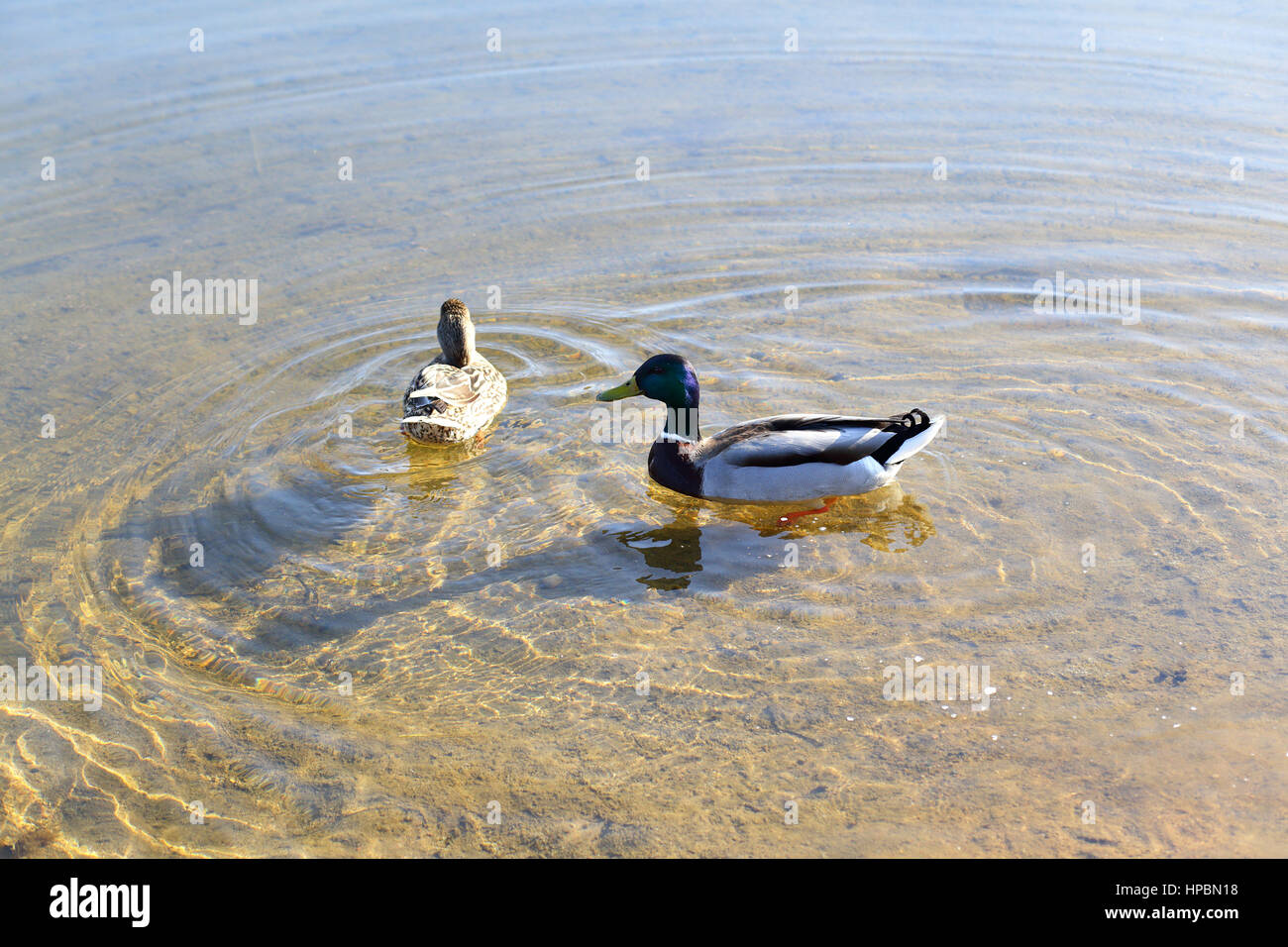 Due anatre nuotare nel mare limpido lago Foto Stock