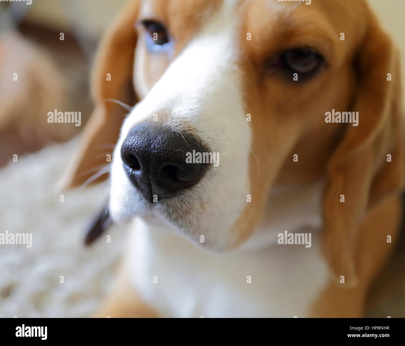 Ravvicinata di un cane beagle naso nero su sfondo sfocato Foto Stock
