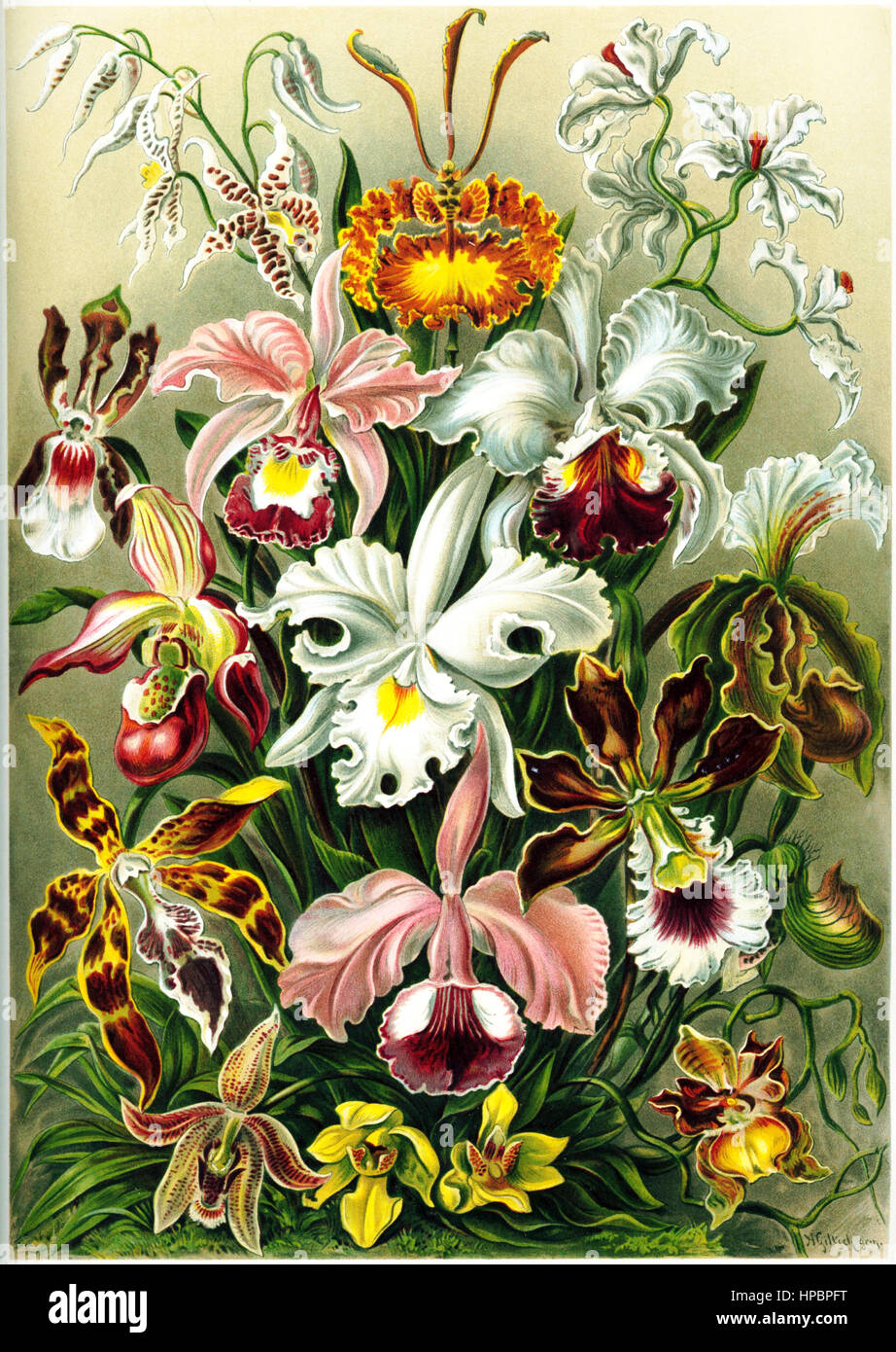 Orchideae da Ernst Haeckel; Kunstformen der Natur, 1900 Foto Stock