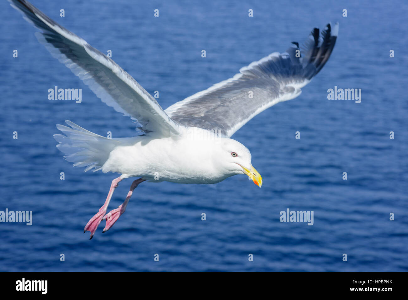 Closeup seagull in Hokkaido, Giappone. In uccelli selvatici Foto Stock