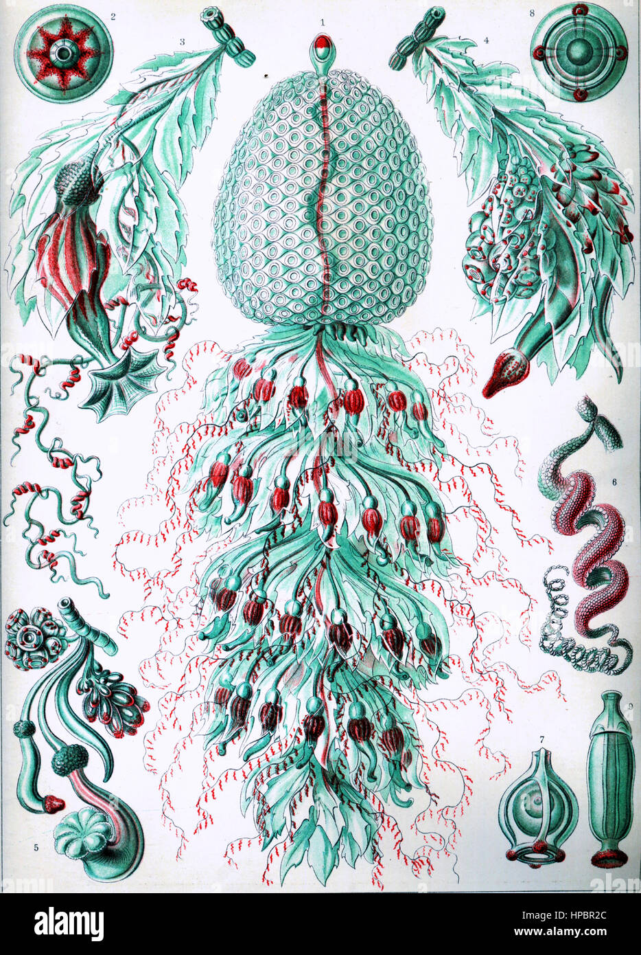 Siphonophorae da Ernst Haeckel; Kunstformen der Natur, 1900 Foto Stock