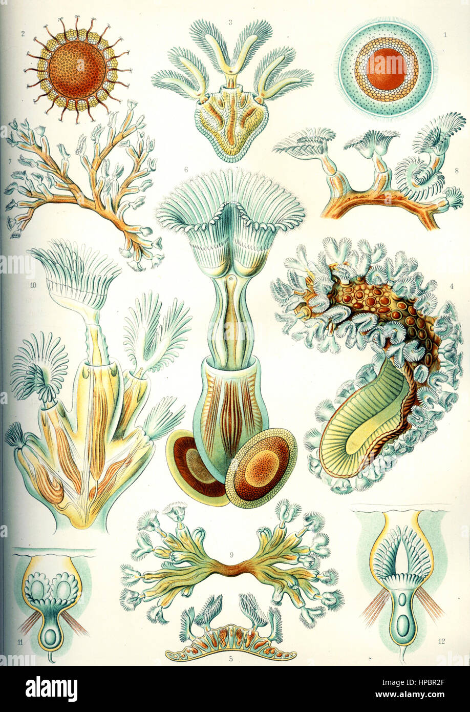 Briozoi da Ernst Haeckel; Kunstformen der Natur, 1900 Foto Stock