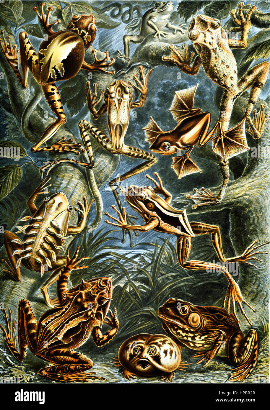 Batrachia da Ernst Haeckel; Kunstformen der Natur, 1900 Foto Stock
