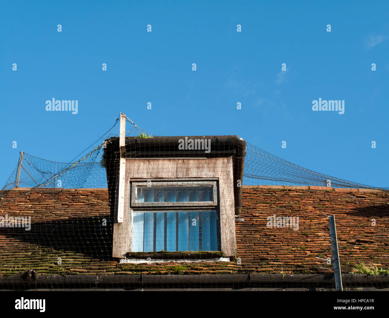 Sul tetto finestra dorma con anti bird netting sopra deterrente nei locali di vendita al dettaglio Foto Stock