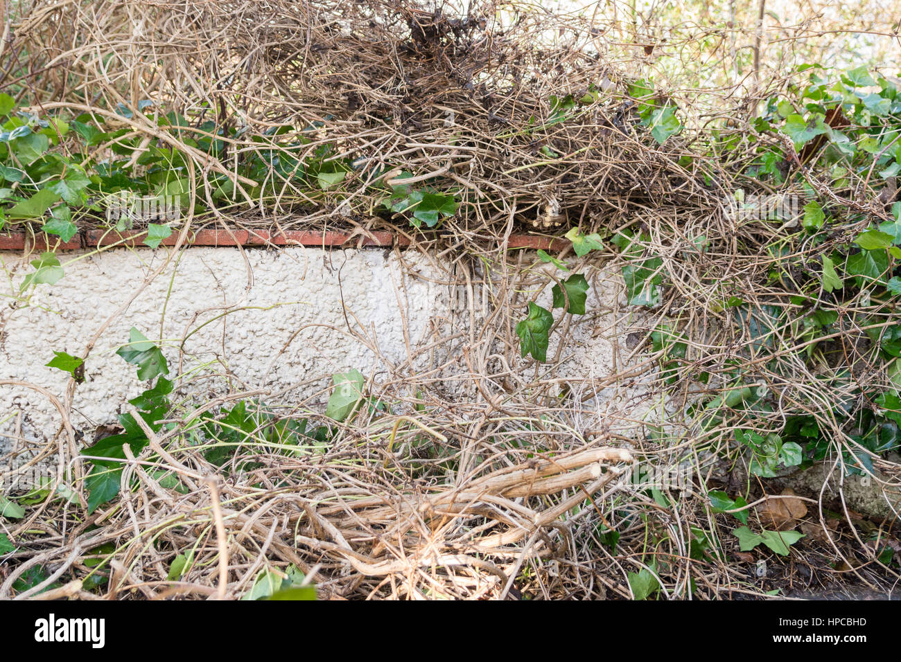 Incolto uk garden - taglio di nuovo duro incolto piante rampicanti - ivy e clematis montana - arrampicata su roughcast parete da giardino Foto Stock