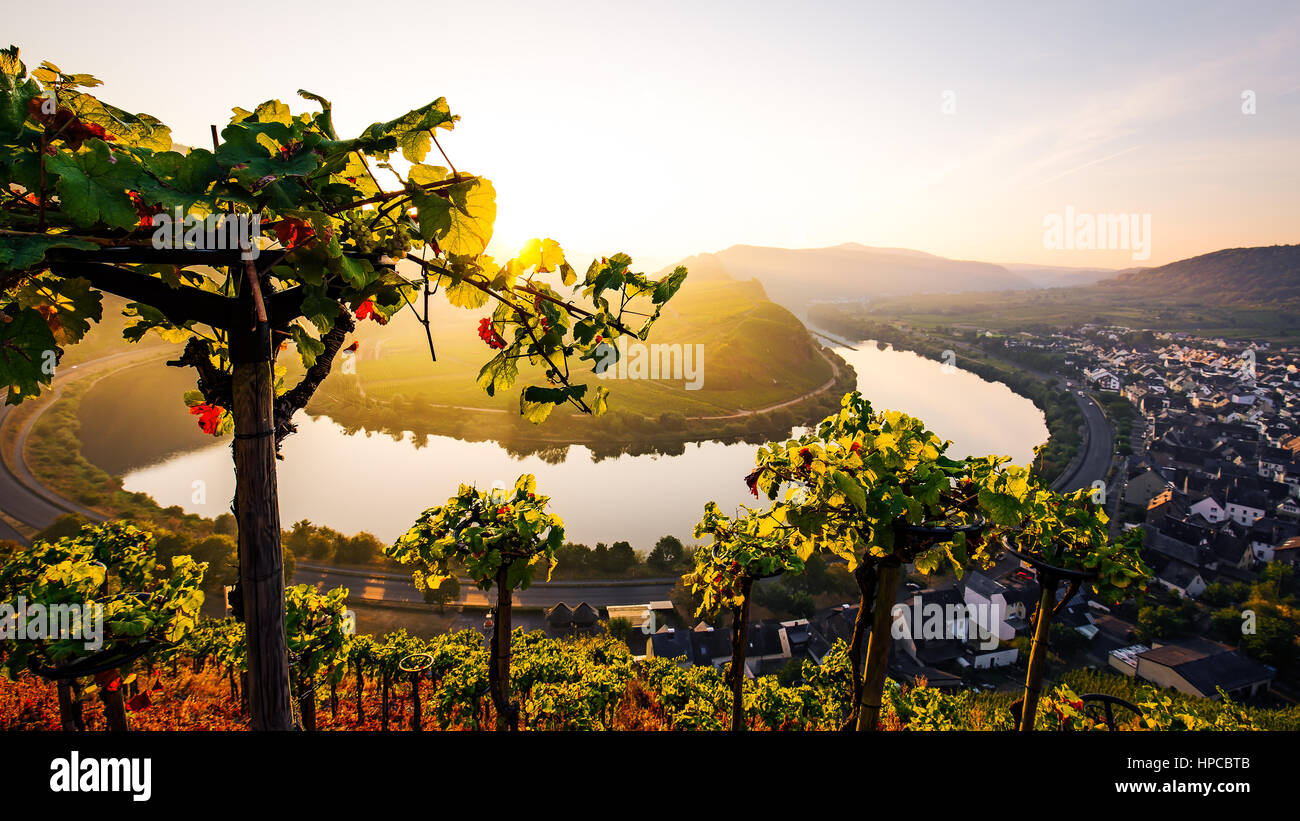 Sunrise presso il fiume Moselle piegare il villaggio Bremm Foto Stock