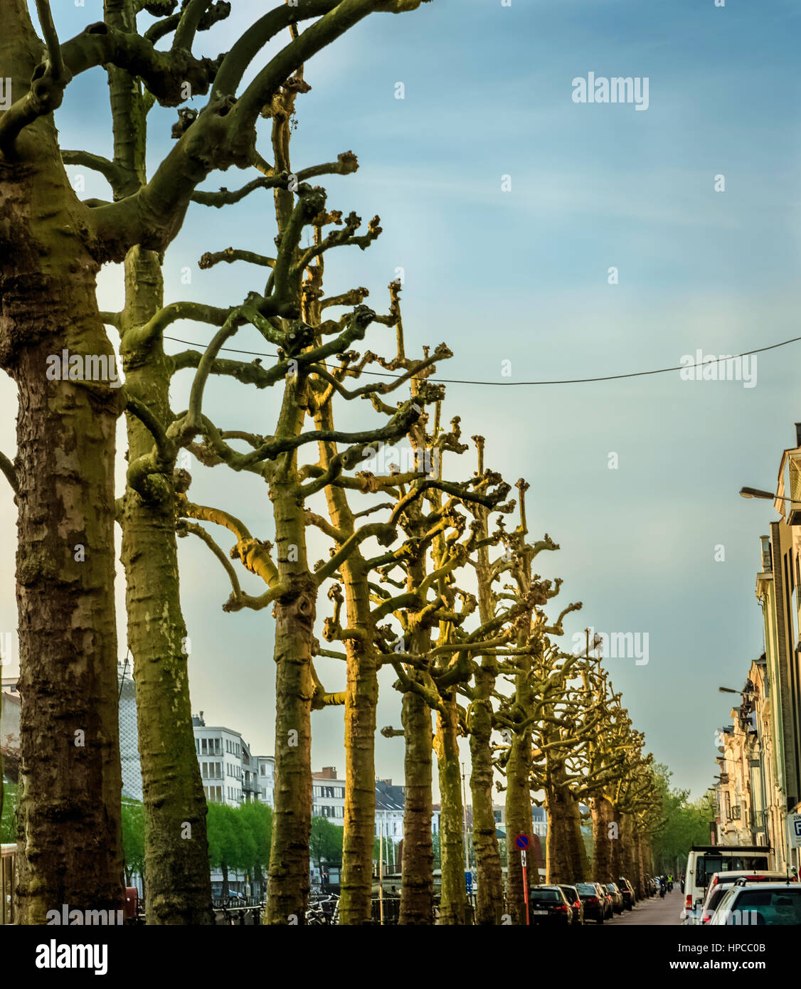 Lunga fila di alberi di alto fusto in una strada a Ghent, Belgio Foto Stock