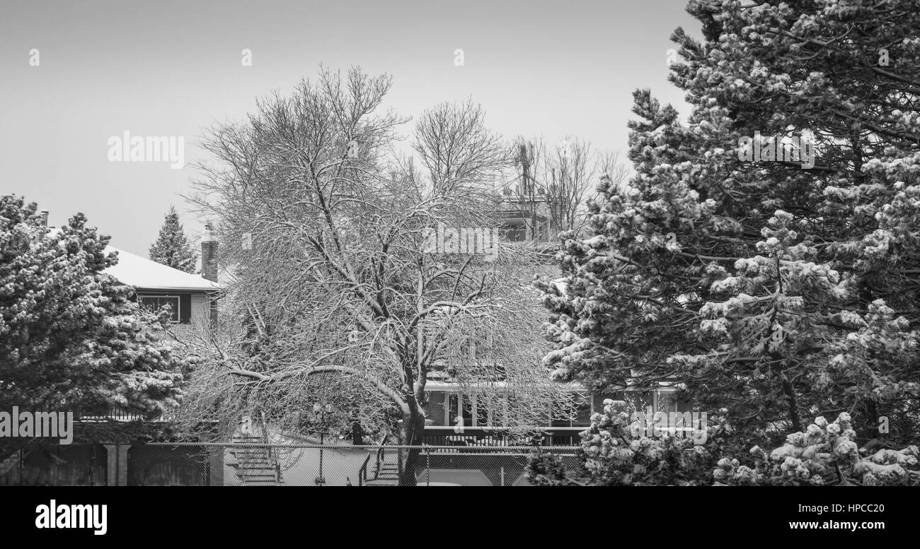 Coperta di neve alberi in ambiente urbano in Canada Foto Stock