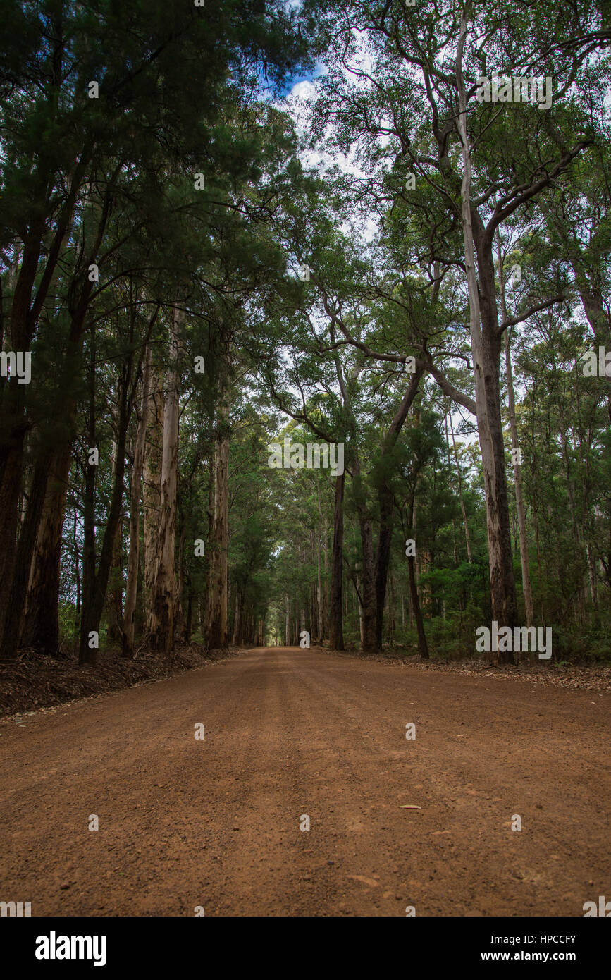 Scenic entrance road a Warren Parco Nazionale vicino a Pemberton, Australia occidentale Foto Stock