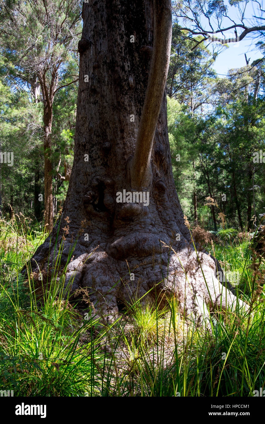 Un divertente volto ad albero nella valle degli antichi nei pressi di Walpole e Danimarca in Australia Occidentale Foto Stock