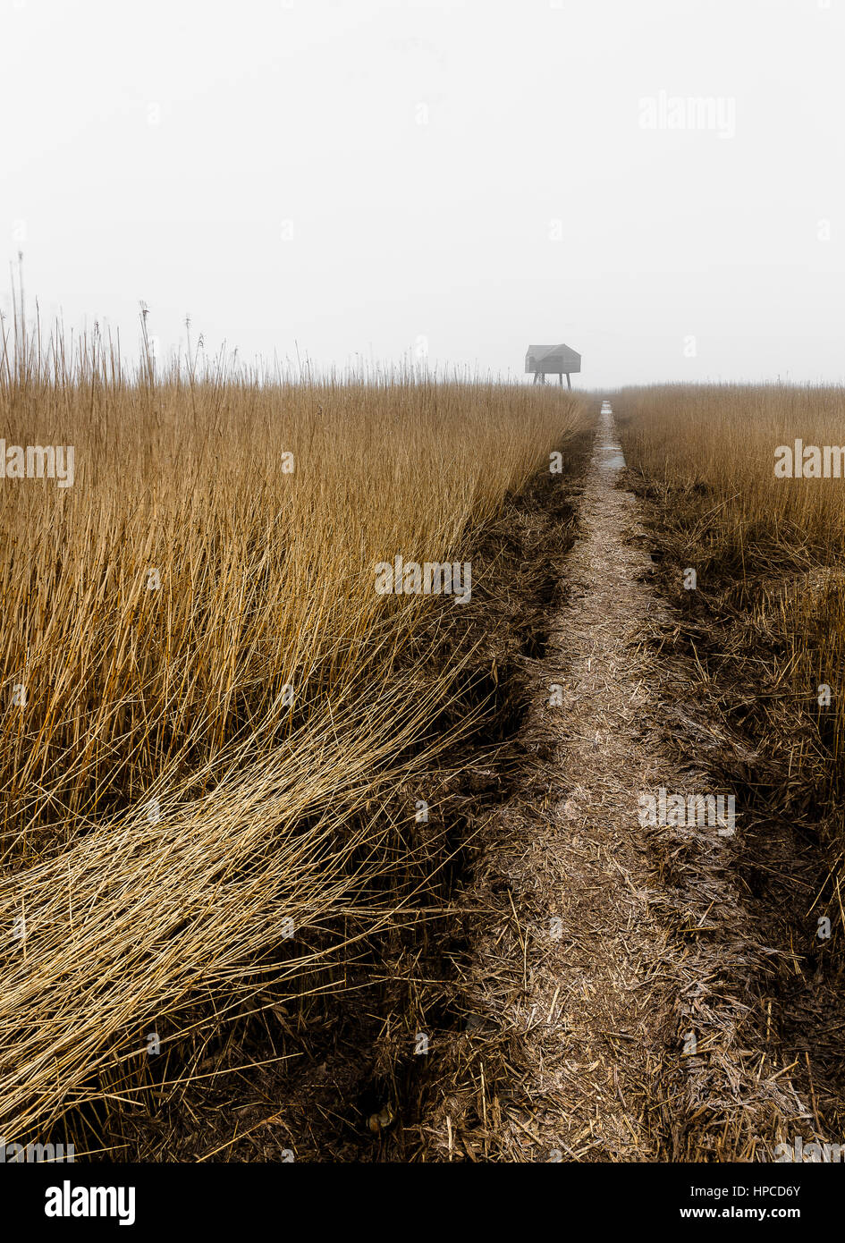 Una casa in legno per il bird watching al mare del Nord Foto Stock