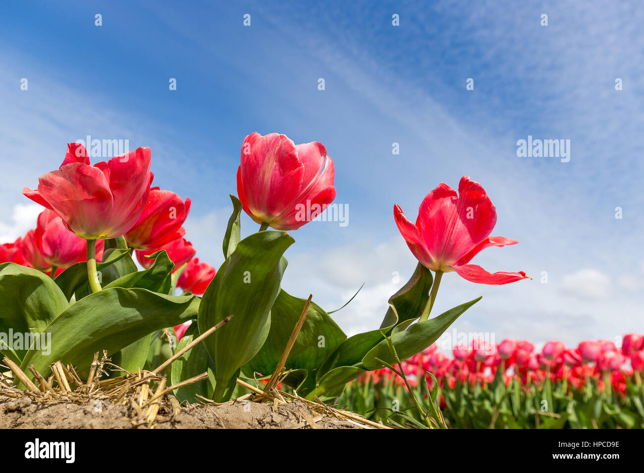 In molti luoghi nei Paesi Bassi è possibile trovare quelle aree. Foto Stock