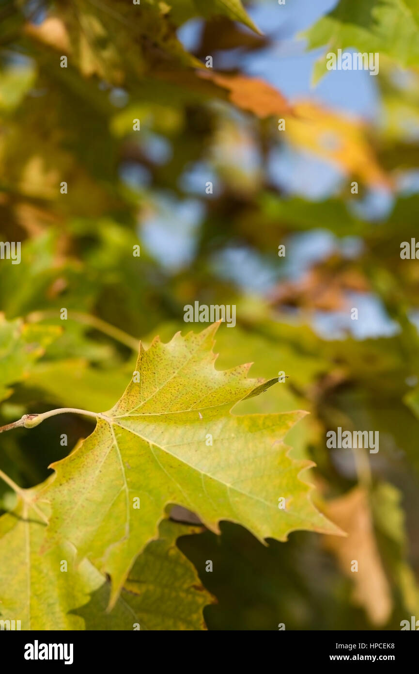 Ahornblaetter - foglie di acero Foto Stock