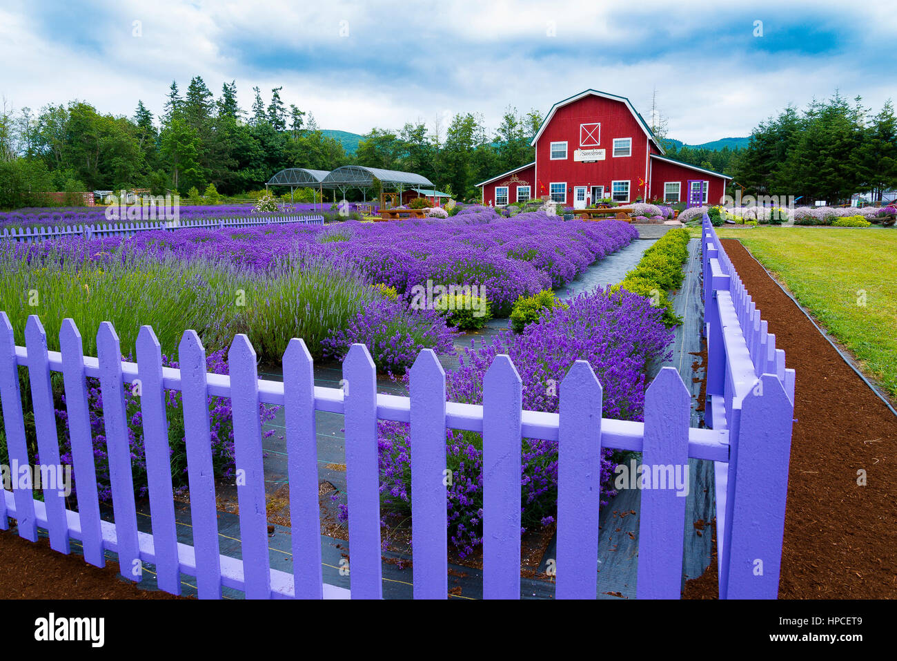 Sunshine Herb & Fattoria di Lavanda, Sequim, Washington, Stati Uniti d'America Foto Stock
