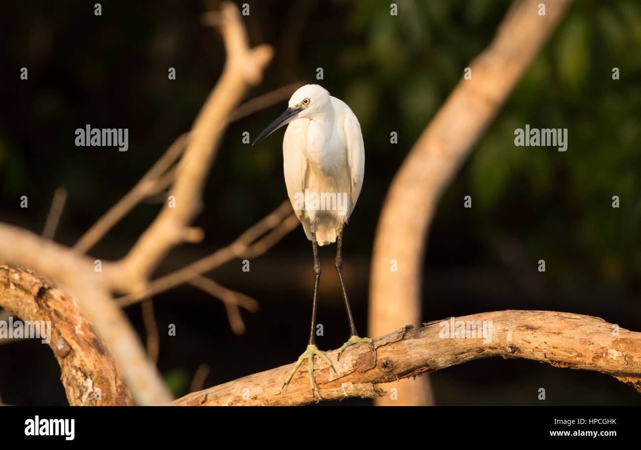 Airone bianco sul ramo di albero, Heron cerca di pesce Foto Stock