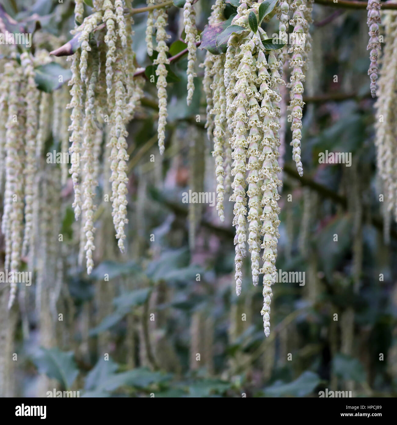 Garrya elliptica - Seta fiocco - James lungo tetto setosa amenti arbusto Foto Stock