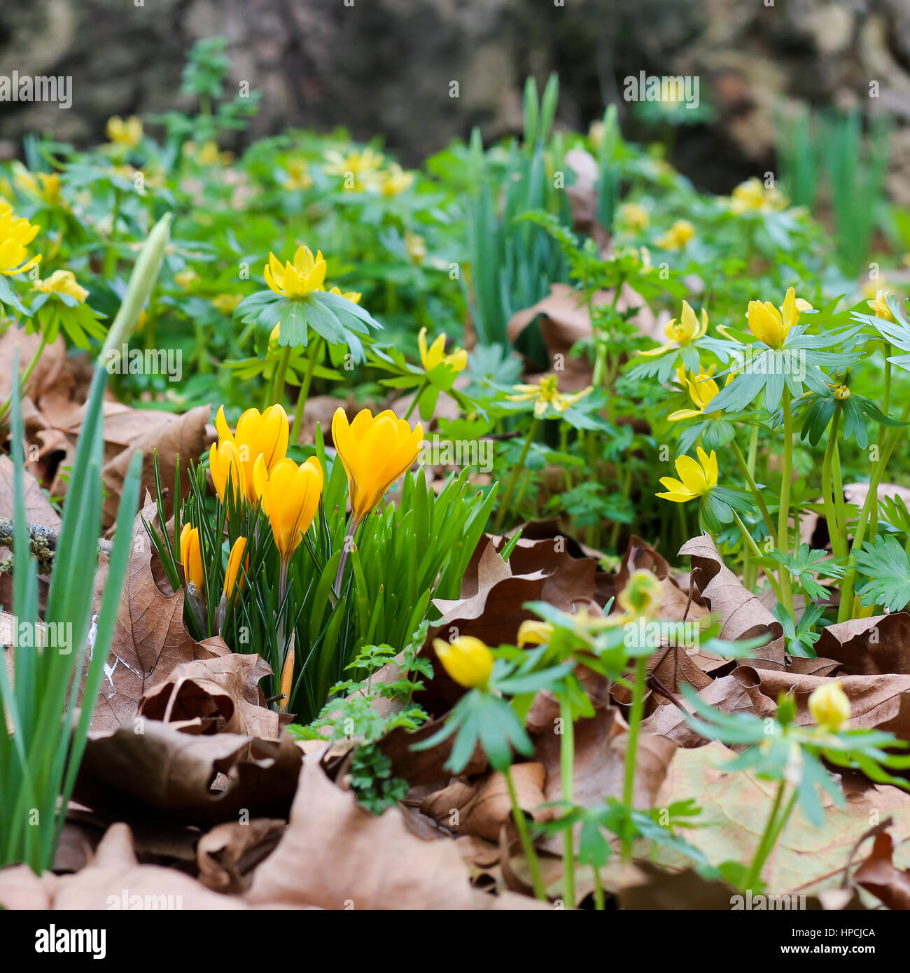 Fiori di Primavera - giallo crocus, narcisi e aconiti invernali sul cimitero  a secco con foglie di brow Foto stock - Alamy