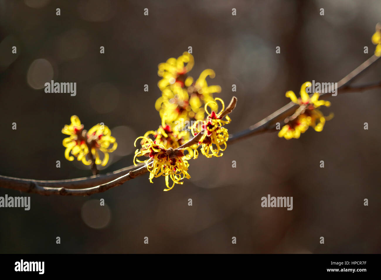 Amamelide, aka, Winterbloom, Hamamelis, fiori che sbocciano in inverno. Fotografato con profondità di campo ridotta. Foto Stock