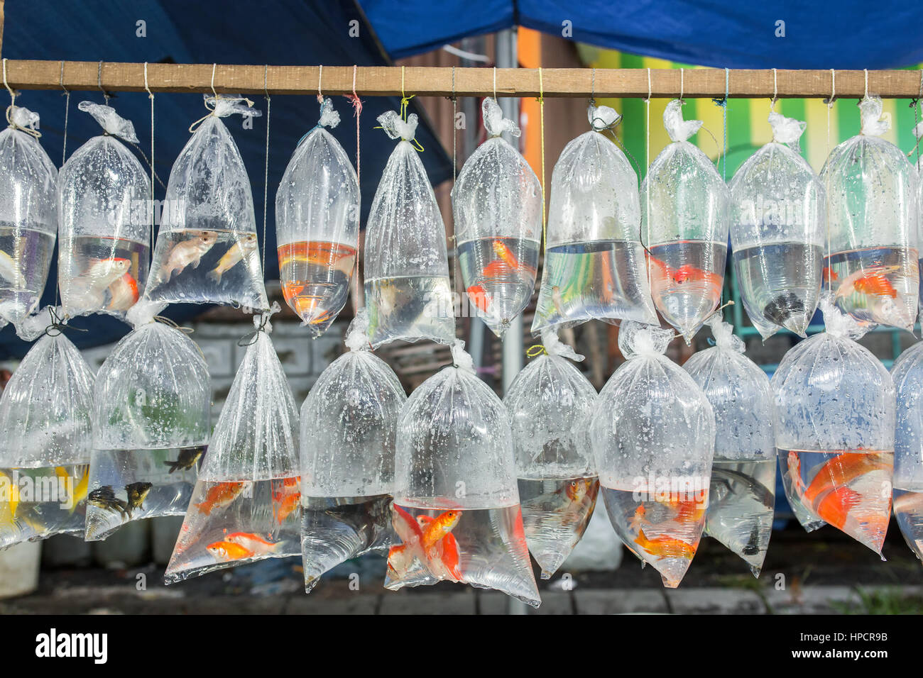 Pesci di acquario visualizzati in sacchetti di plastica per la vendita nel mercato locale in Bali, Indonesia Foto Stock
