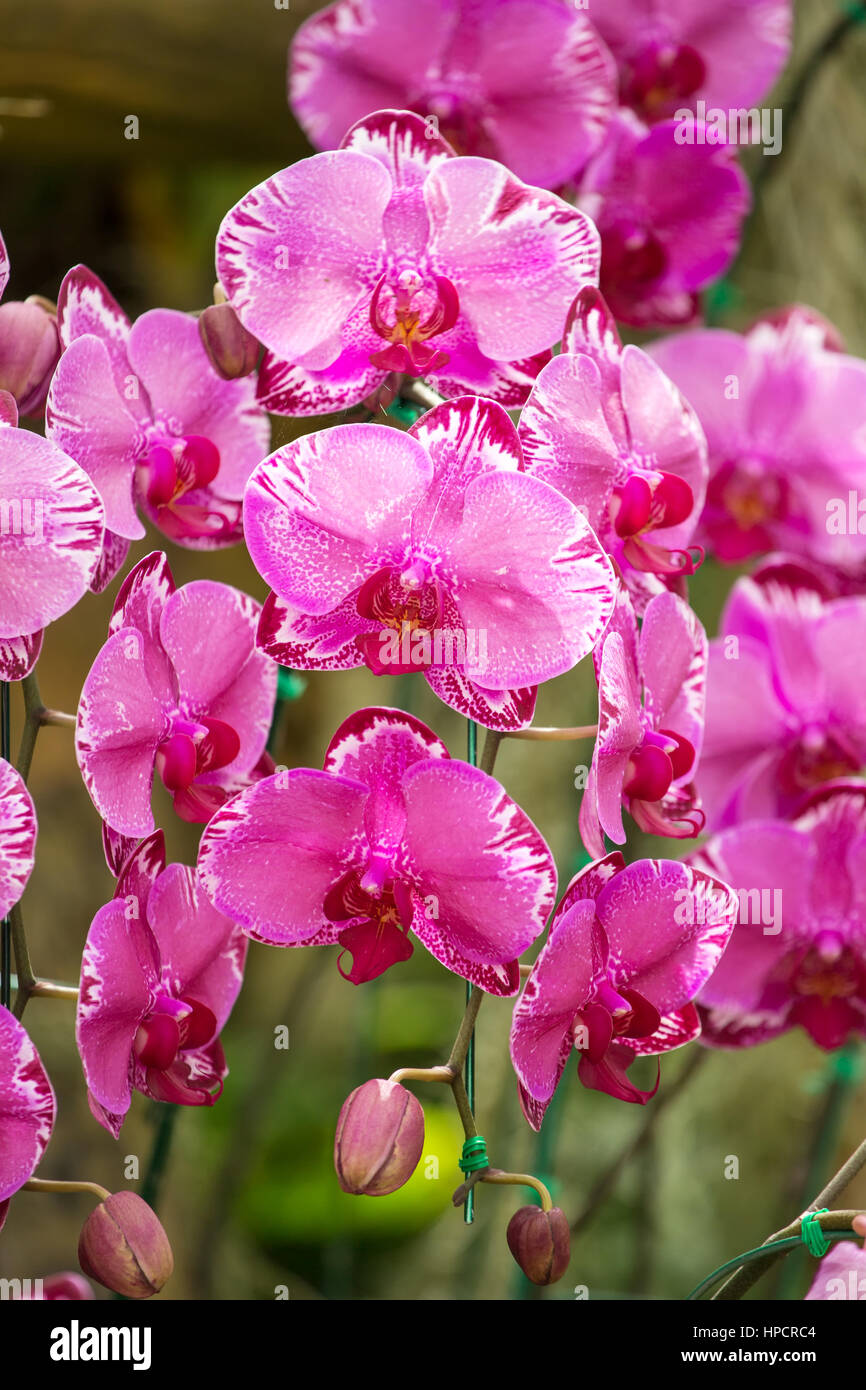 Di un bel colore rosa fiori di orchidea closeup Foto Stock
