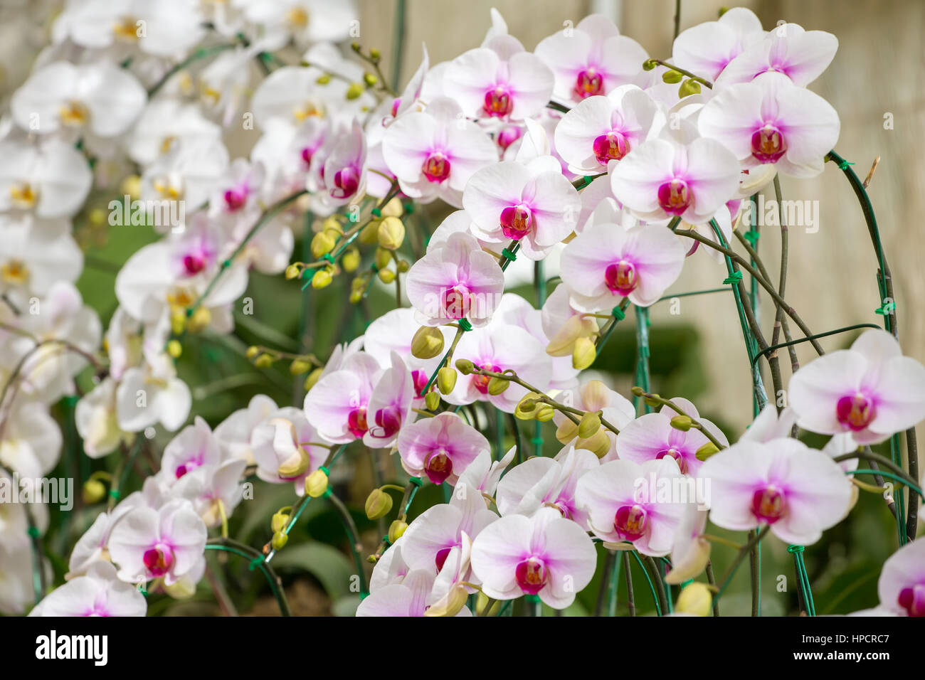 Bellissimi fiori di orchidea bianchi closeup Foto Stock