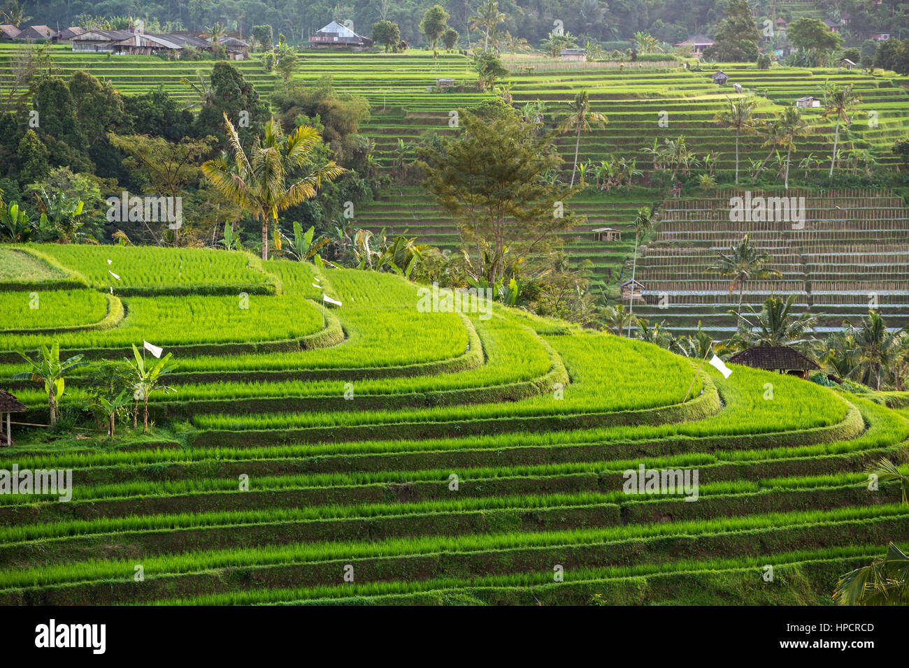 Bellissimo tramonto sull'Jatiluwih terrazze di riso a Bali, in Indonesia Foto Stock