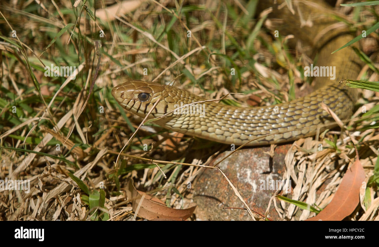 Foto di un Cobra serpente sotto il sole Foto Stock