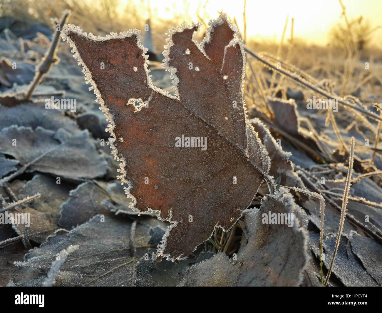 Belle foglie congelate giacente sul terreno di inverno Foto Stock