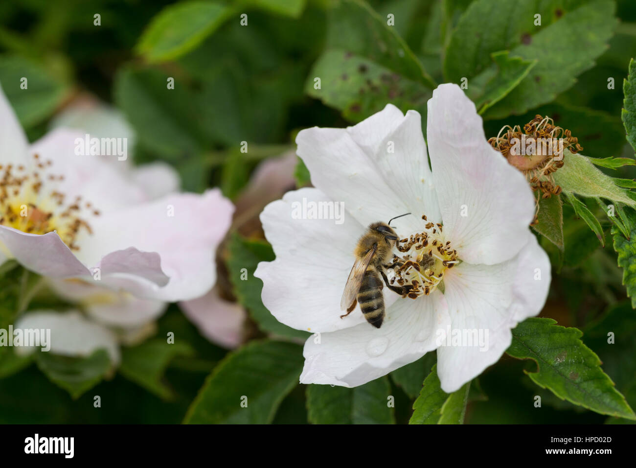 Honigbiene, Honig-Biene, Biene, Bienen, Apis mellifera, Apis mellifica, Blütenbesuch auf Wildrose, Rosa, Heckenrose, Nektarsuche, Blütenbestäubung, ho Foto Stock