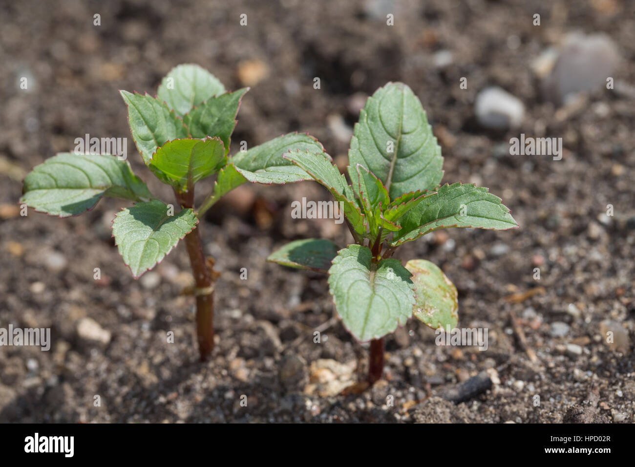 Indisches Springkraut, Drüsiges Springkraut, Blatt, Blätter, Jungpflanze Impatiens glandulifera, balsamo Himalayana, poliziotto del casco Foto Stock