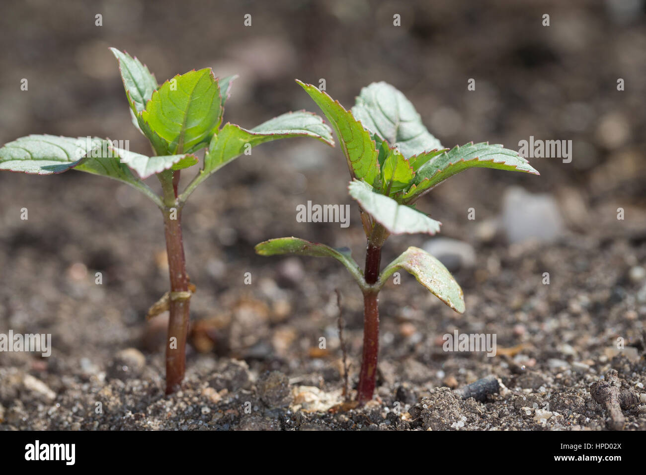 Indisches Springkraut, Drüsiges Springkraut, Blatt, Blätter, Jungpflanze Impatiens glandulifera, balsamo Himalayana, poliziotto del casco Foto Stock