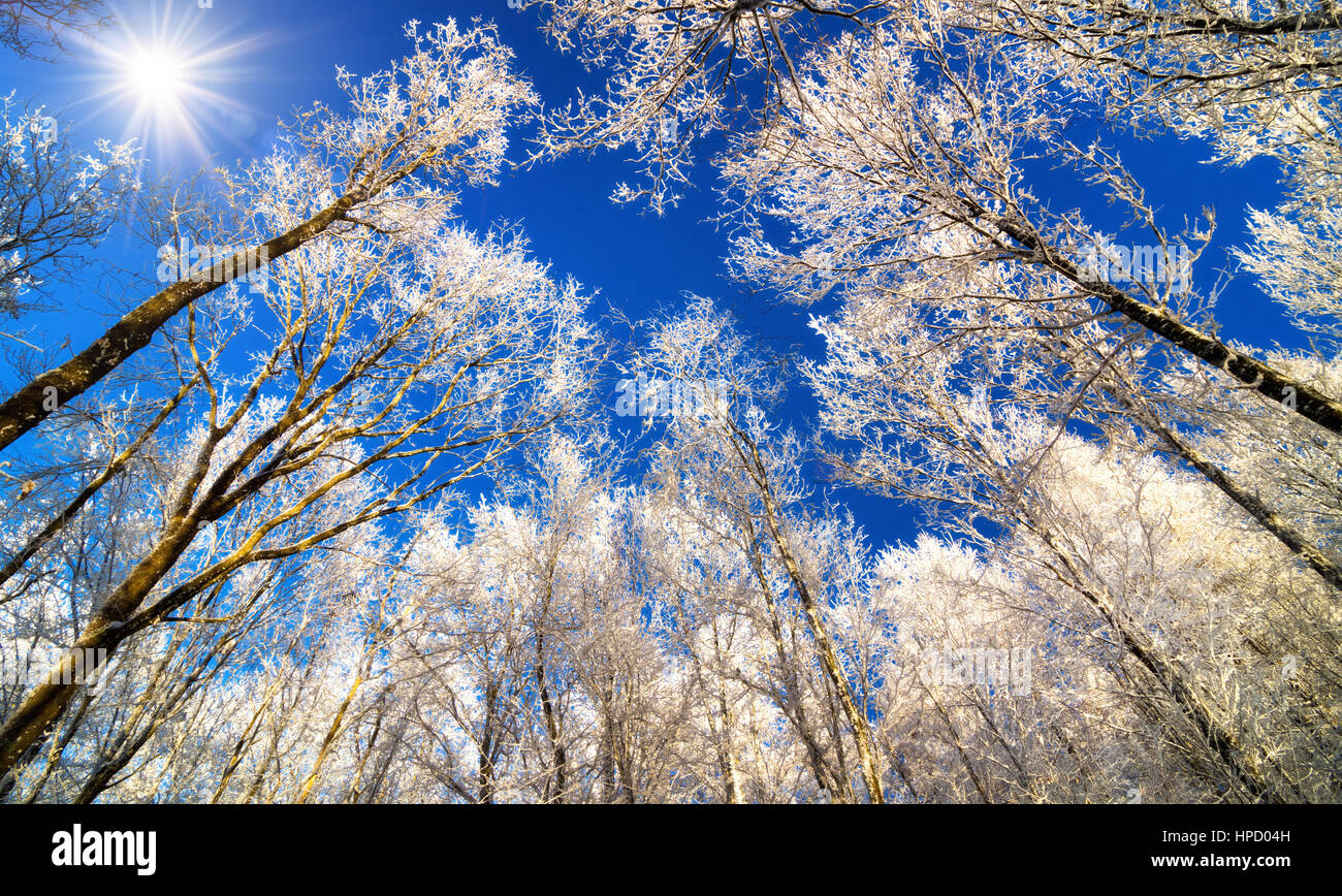 Winter Wonderland con Snow White treetops contro il blu profondo del cielo e il sole, worm eye Foto Stock