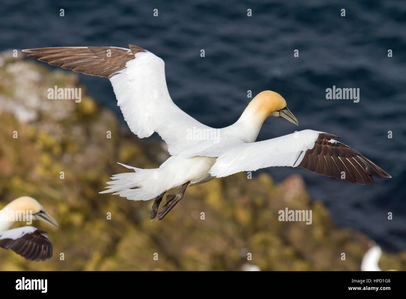 Northern gannet (Morus bassanus) Troup Testa, Scozia Foto Stock