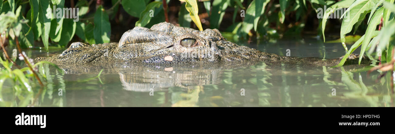 Il Coccodrillo, semi-sommersa Foto Stock