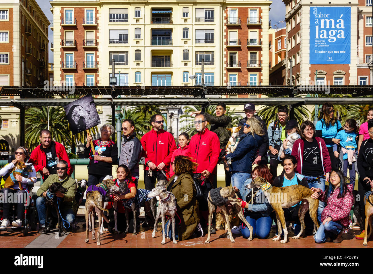 Levriero protesta Galgos Espanol Galgos Español a Malaga, Spagna. 05 Febbraio 2017 Foto Stock