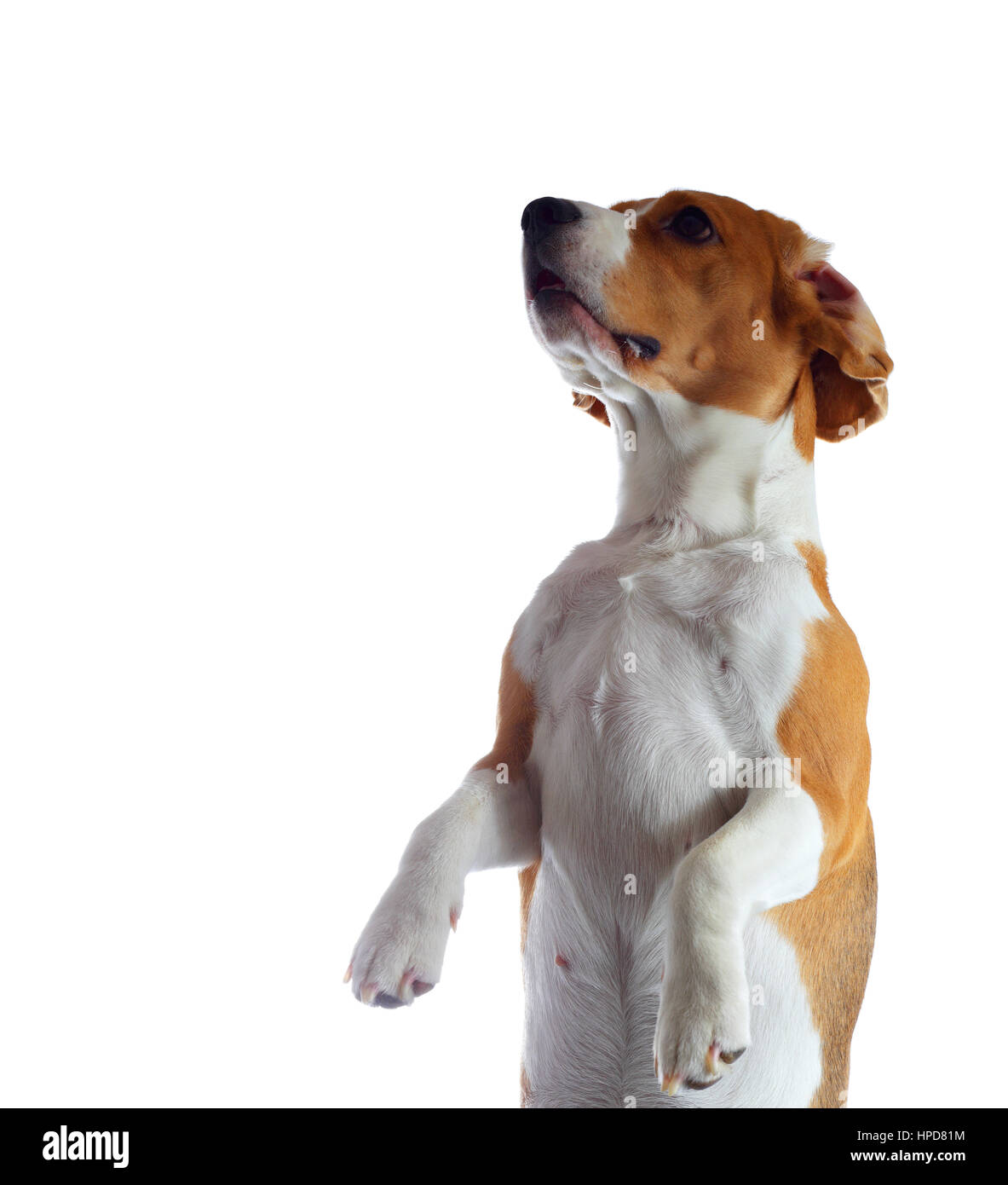 Il salto del cane beagle isolati su sfondo bianco Foto Stock