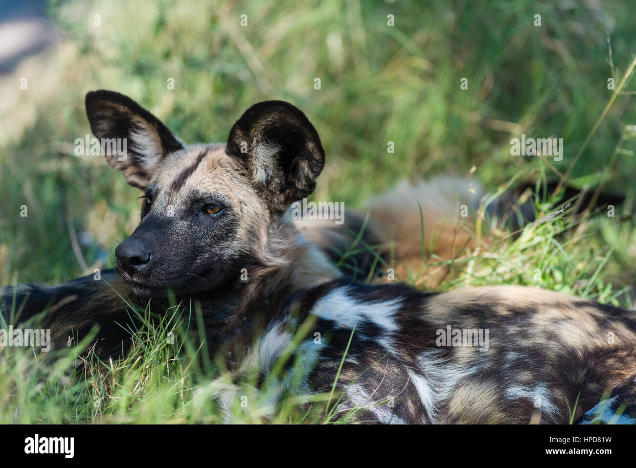 Cane selvatico, Chitabe, Botswana Foto Stock
